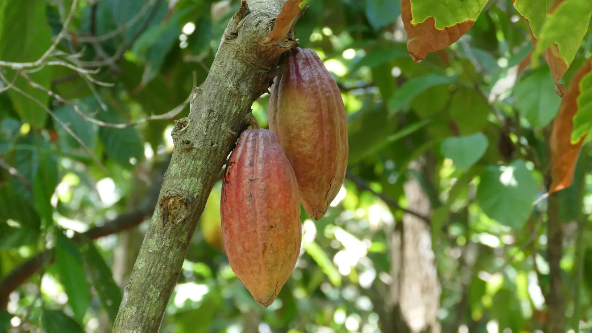 Cabosse de cacao bio et équitable cultivée par la coopérative Feccano en Haïti