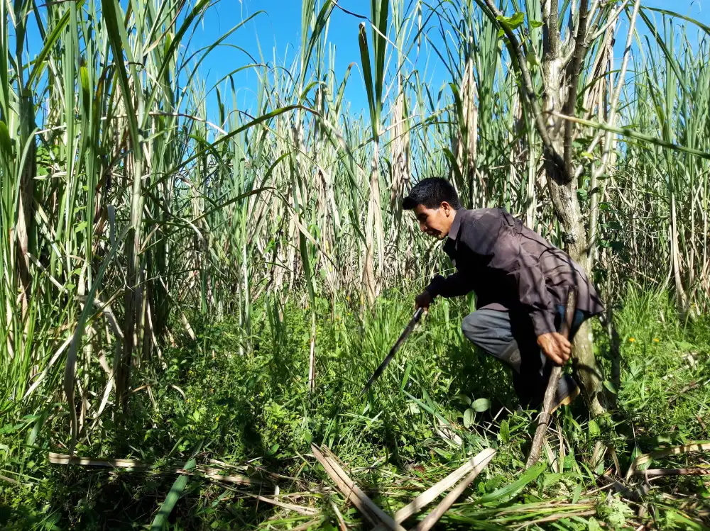 Producteur de la coopérative FECCEG dans sa plantation de cannes à sucre
