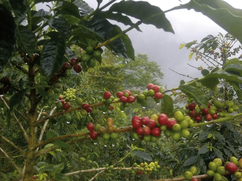 Caféiers bio et équitables au Guatemala