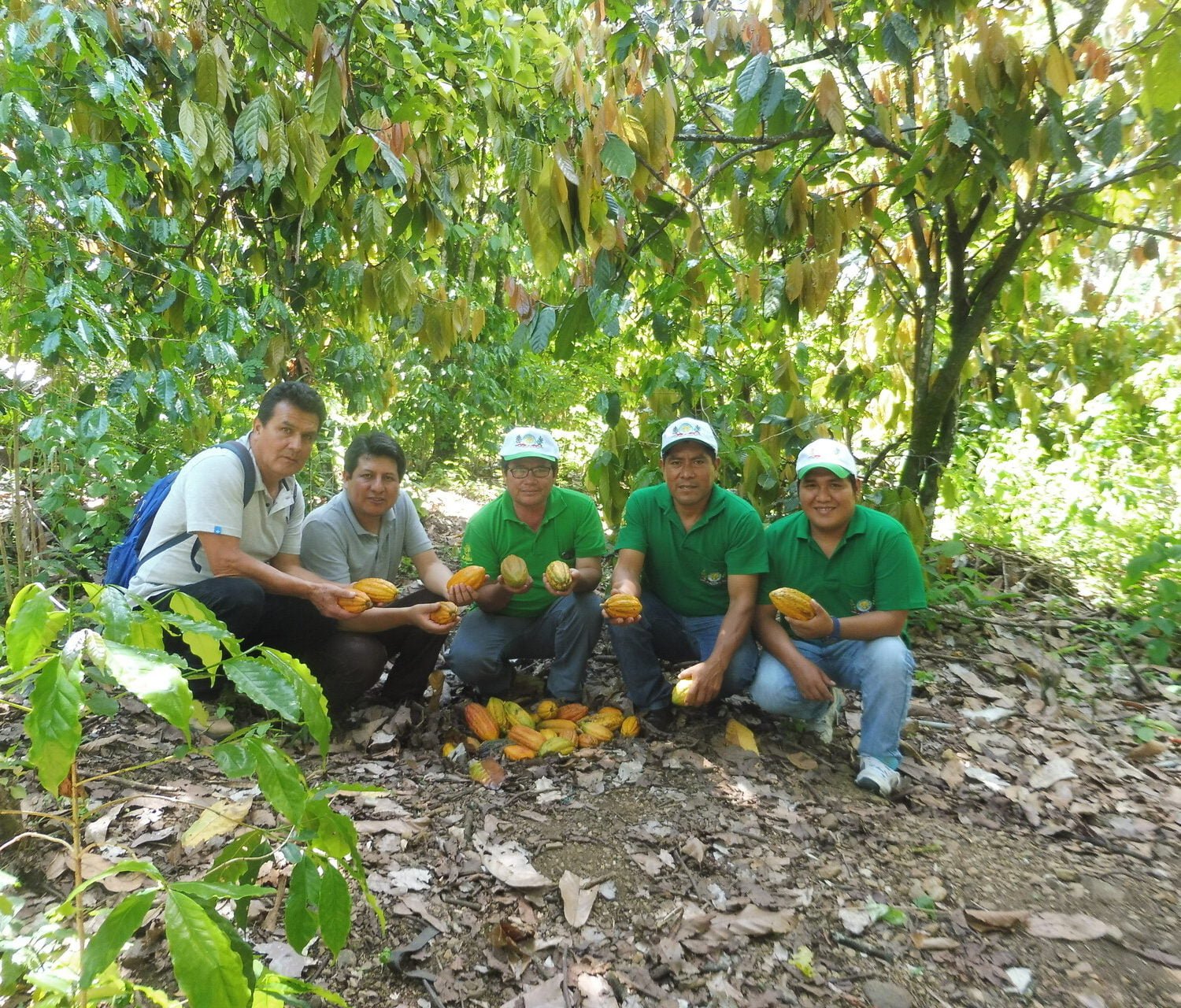 producteurs de cacao