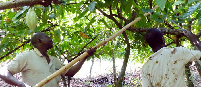 producteur cacao cote ivoire