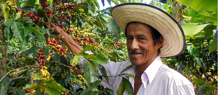 Producteur café Colombie