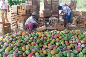 Mango-oogst
