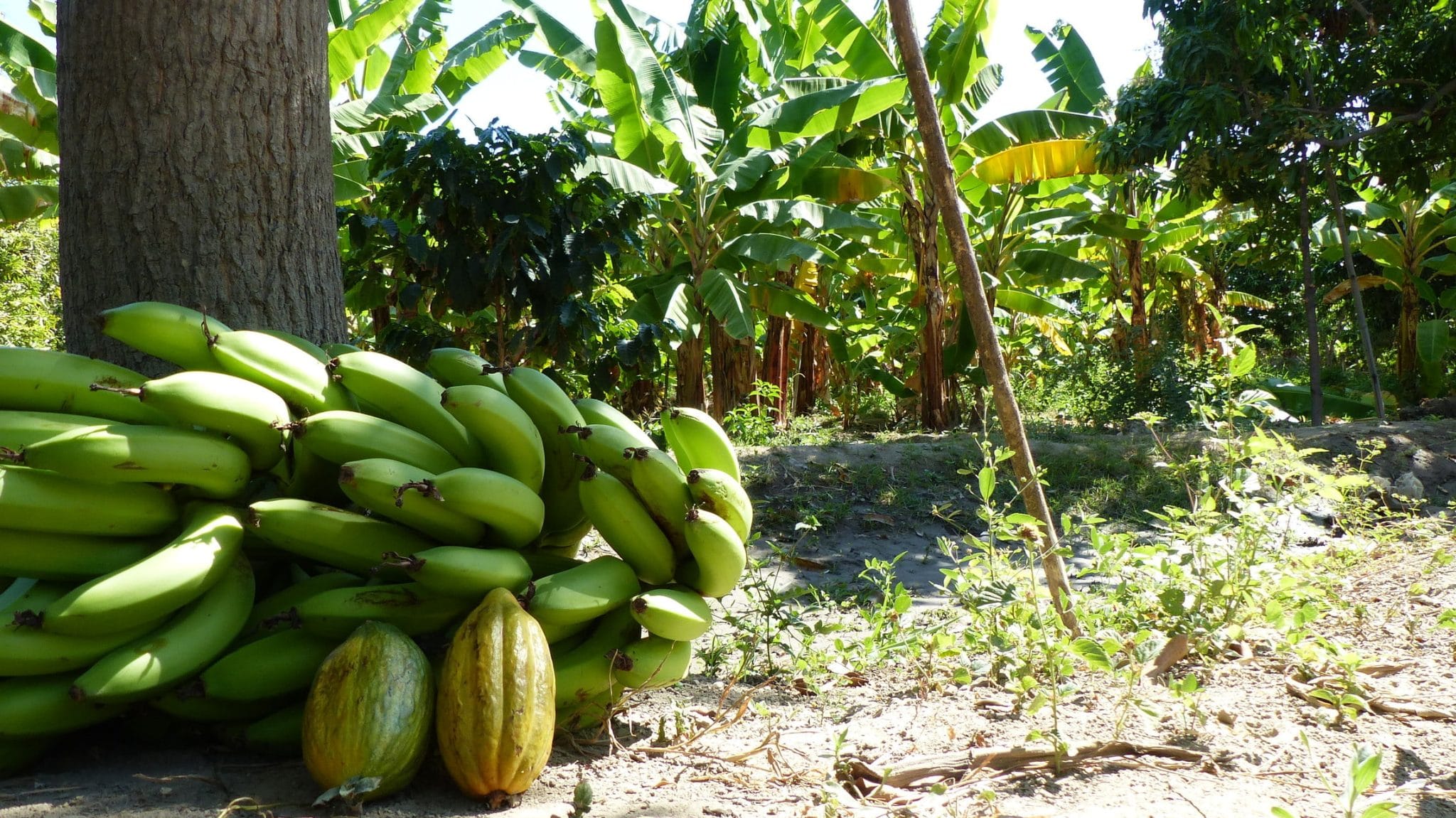 PURÉE DE FRUITS BANANE MANGUE PASSION - Ethiquable