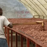 séchage des fèves de cacao en Haïti