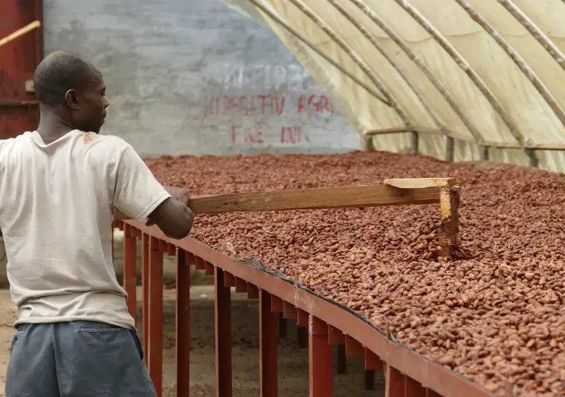 séchage des fèves de cacao en Haïti