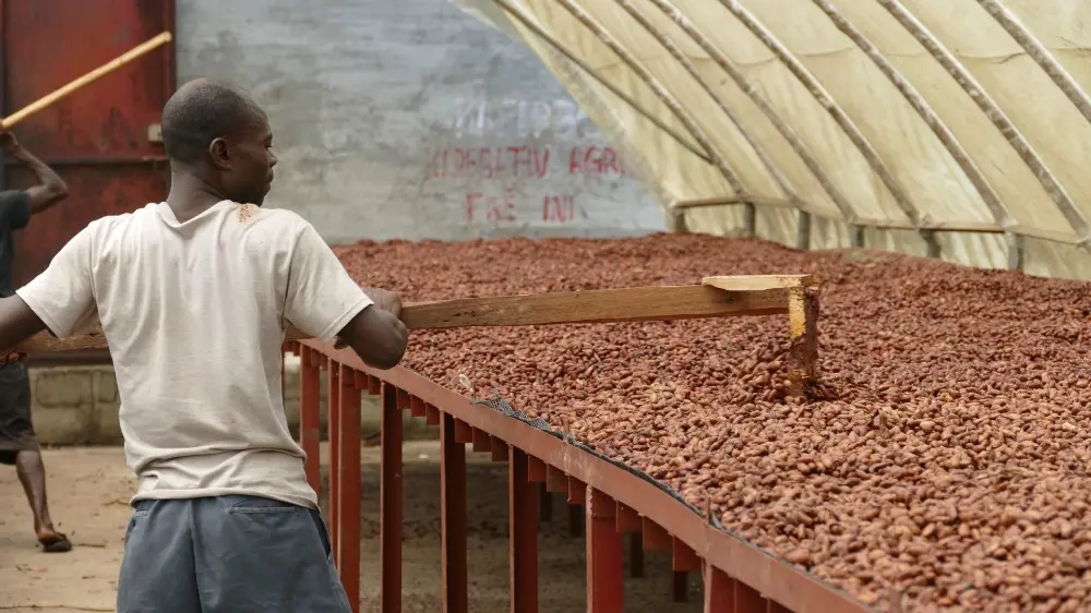 séchage des fèves de cacao en Haïti