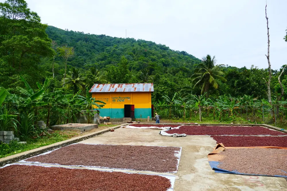 Séchage du cacao bio et équitable en Haïti
