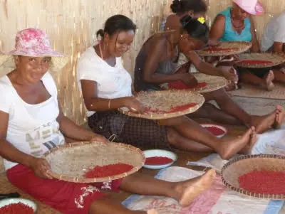 baies roses bio et équitables. Coopérative Fanohana à Madagascar