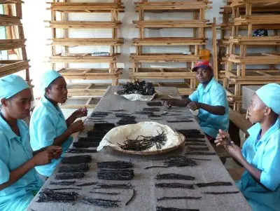 Vanille biocultivé par la coopérative Fanohana à Madagascar. Travail à l'atelier.