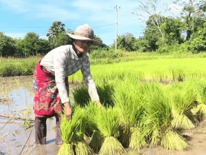 Productrice de riz de la coopérative PMUAC au Cambodge