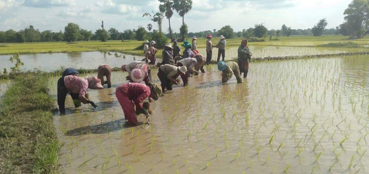 Ouvrières et ouvriers au travail dans les rizières