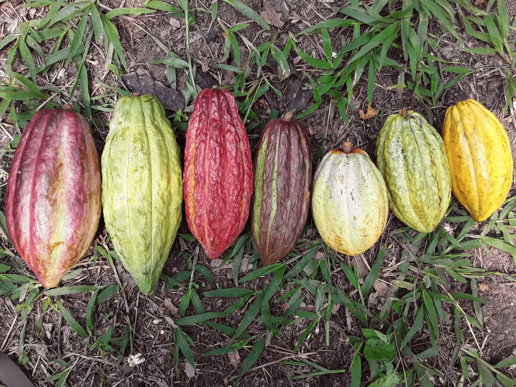 Cabosse de cacao cultivées en agroécologie au Guatemala