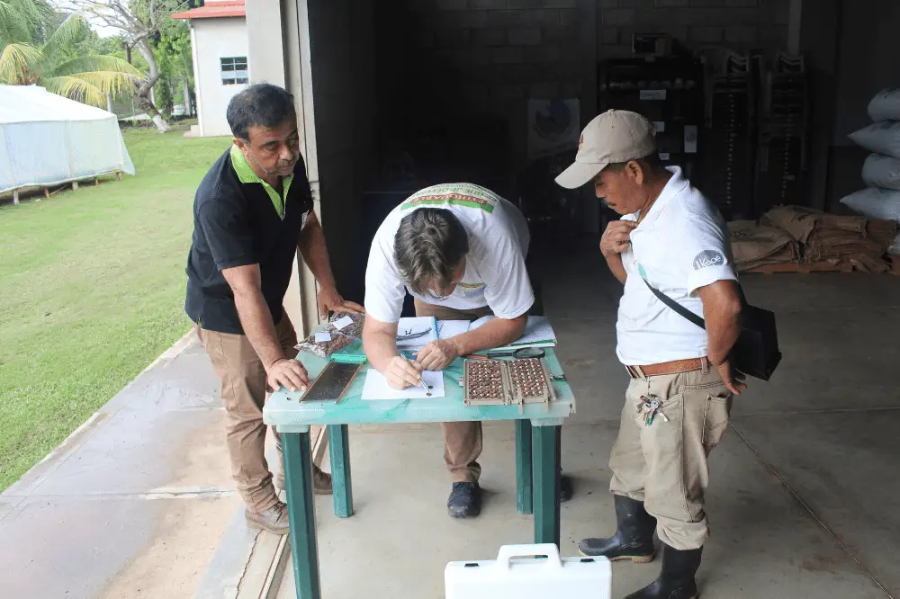 Vérification de la qualité des fèves de cacao à la coopérative Apodip