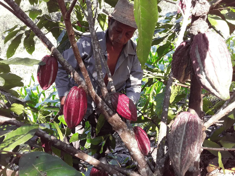 Récolte du cacao bio et équitable au Guatemala