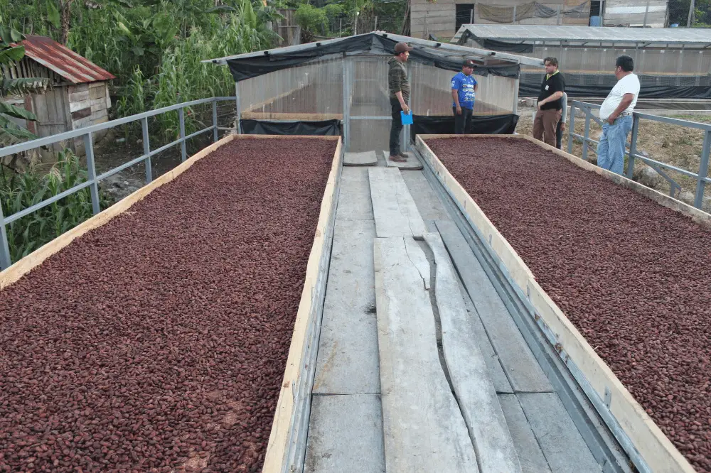 Séchage des fèves de cacao bio et équitable au Guatemala