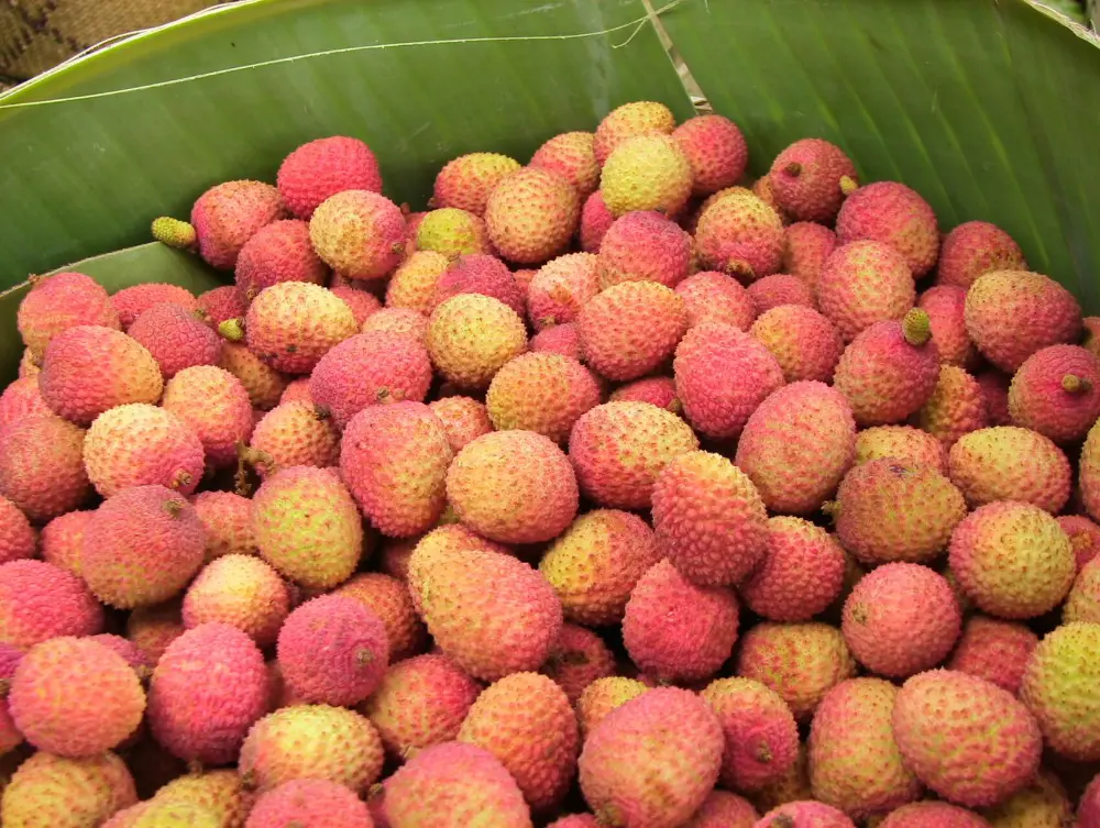 Litchis bio cultivés par la coopérative Fanohana, utilisé pour le necat de litchi