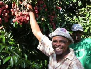 Cueillette du litchi biocultivé par la coopérative Fanohana à Madagascar