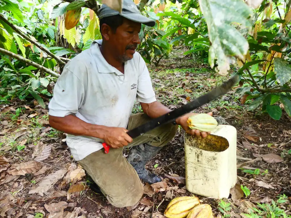 Producteur de citrons verts en Equateur