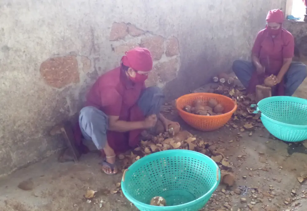 Découpe des noix de coco de la coopérative FTAK en Inde