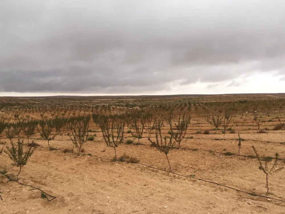 Expansion de verger en Tunisie, coopérative SMSA