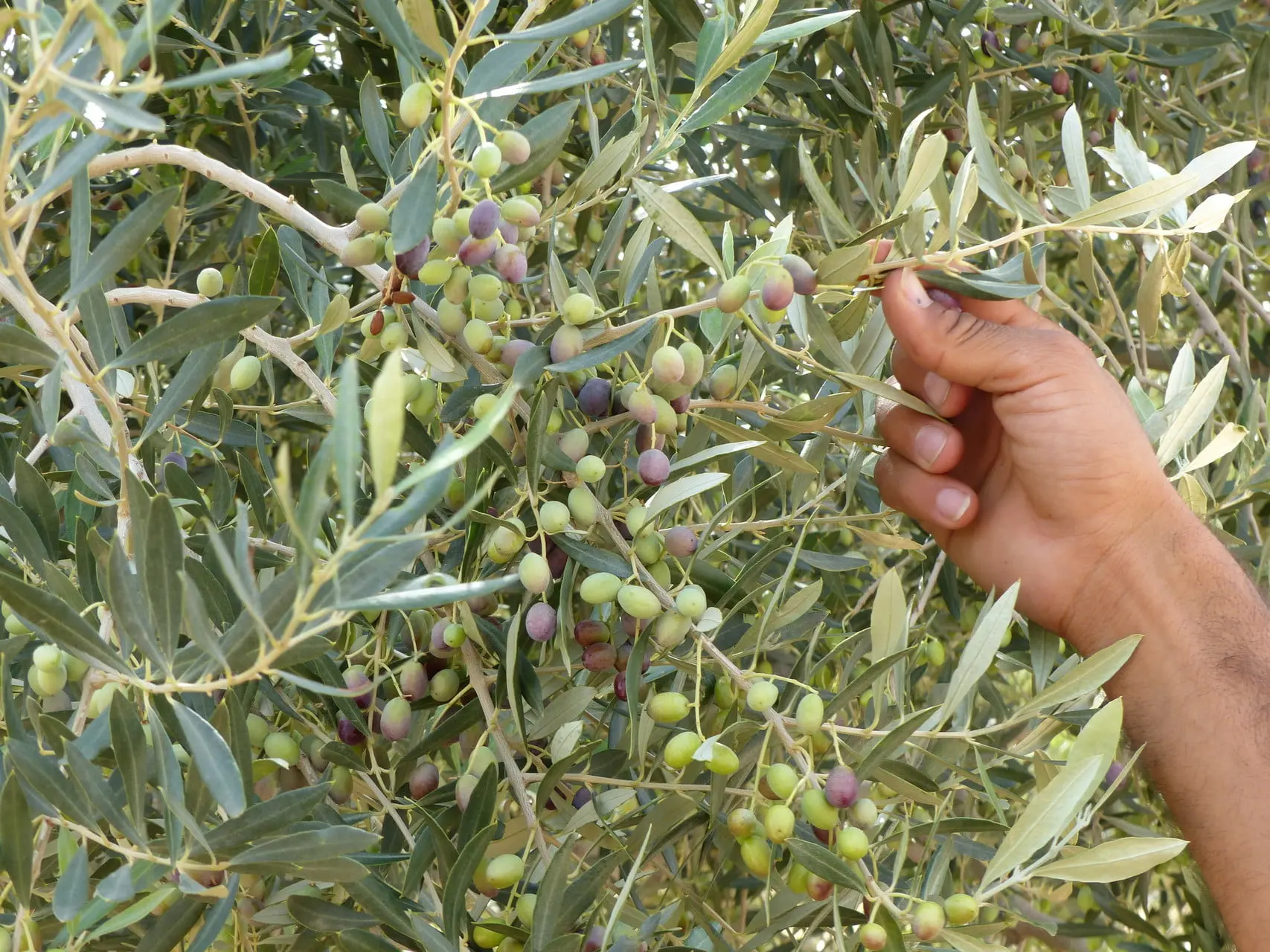 Olive bio et équitables cultivée en Tunisie par la coopérative SMSA