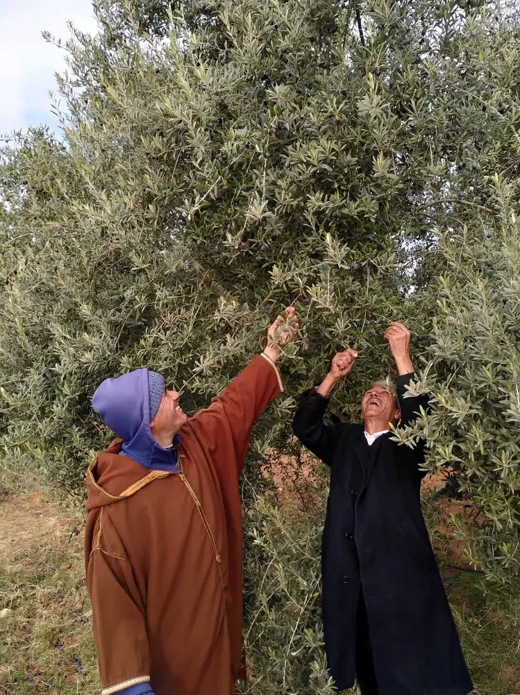 Producteurs d'olives bio et équitable en Tunisie