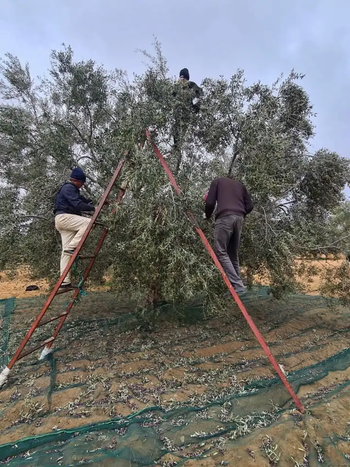 Récolte des olives en Tunisie. Coopérative SMSA