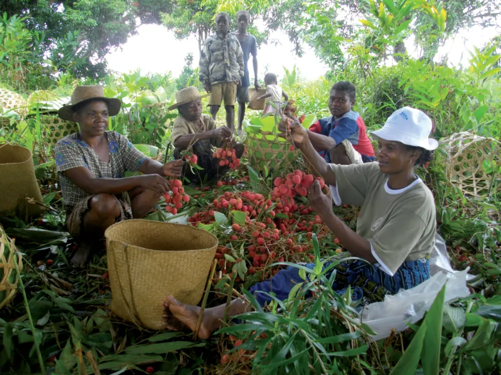 Cueillette du litchi biocultivé par la coopérative Fanohana à Madagascar