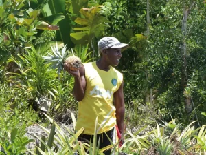 Cueillette de l'ananas biocultivé par la coopérative Fanohana à Madagascar