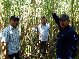 Producteurs de cannes à sucre de la coopérative FECCEG au Guatemala