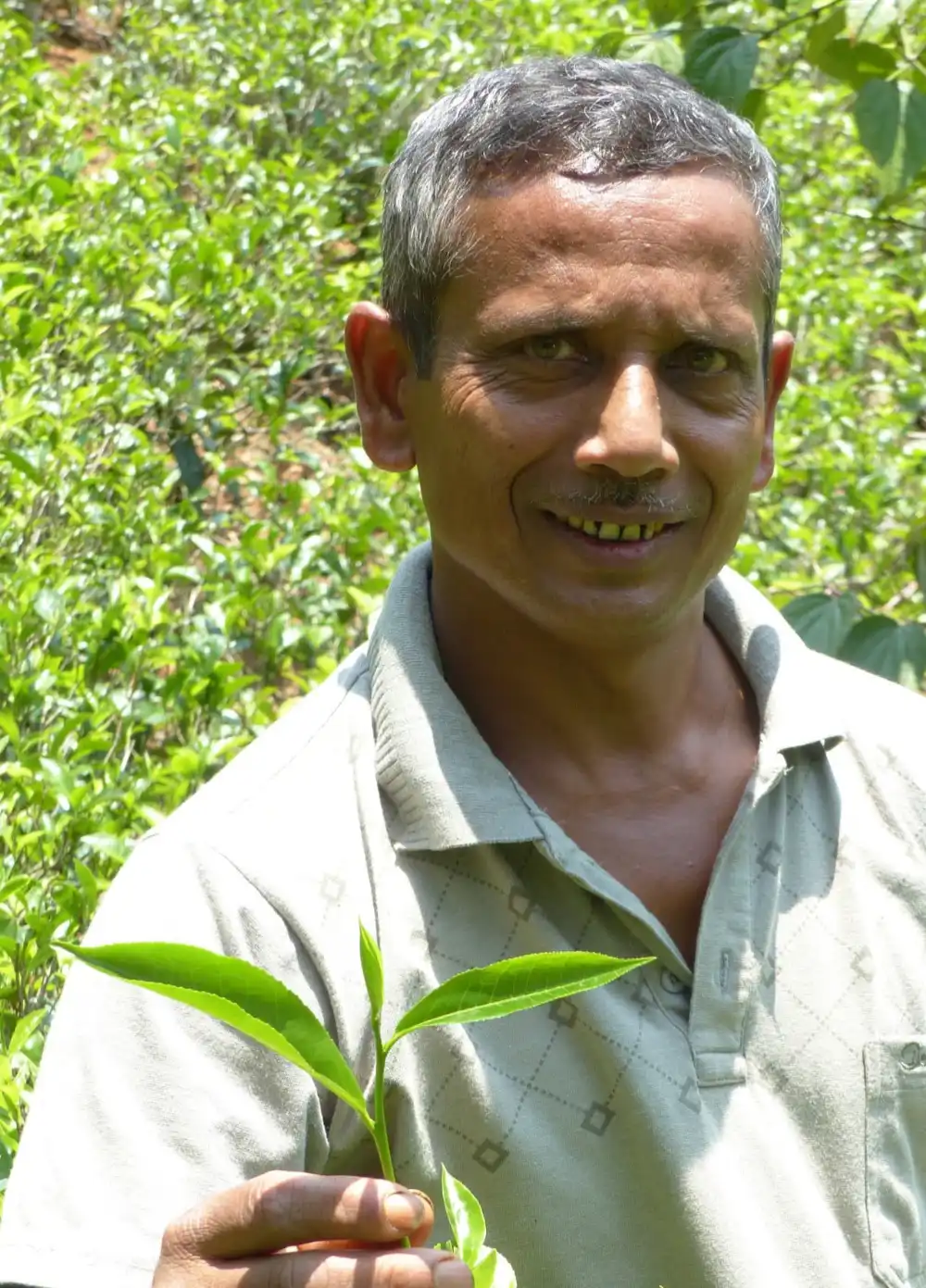 Producteur de thé bio et équitable au Sri Lanka