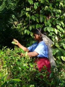 cueillette du thé au Sri Lanka