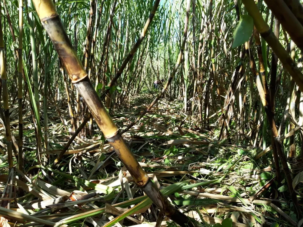 Plantation de canne à sucre