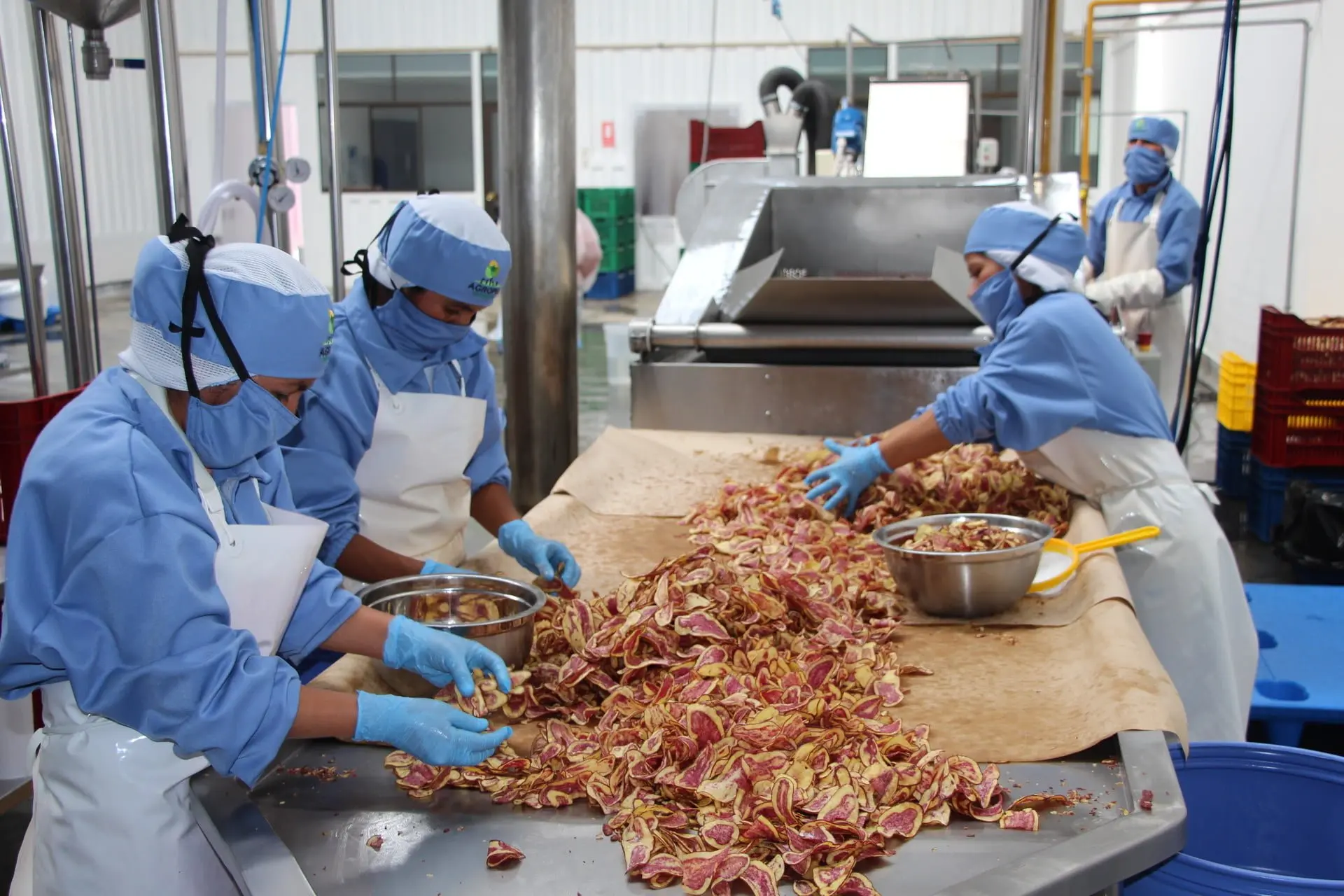 Atelier de production de chips de patates rouges péruviennes bio au Pérou