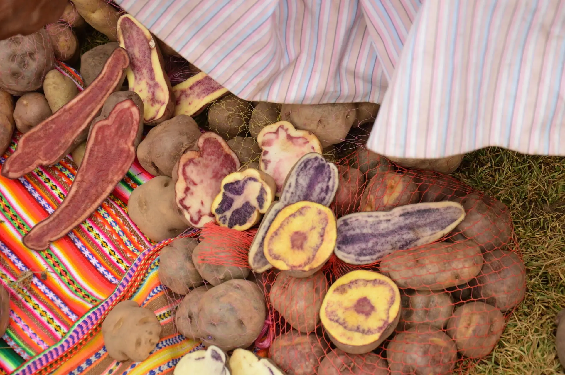 Pommes de terre natives bio mauves et rouges de la coopérative AGROPIA au Pérou