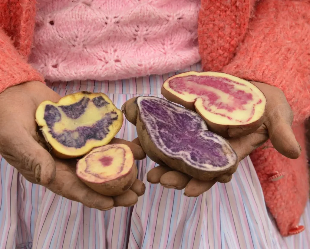 Variétés de pommes de terre native du Pérou