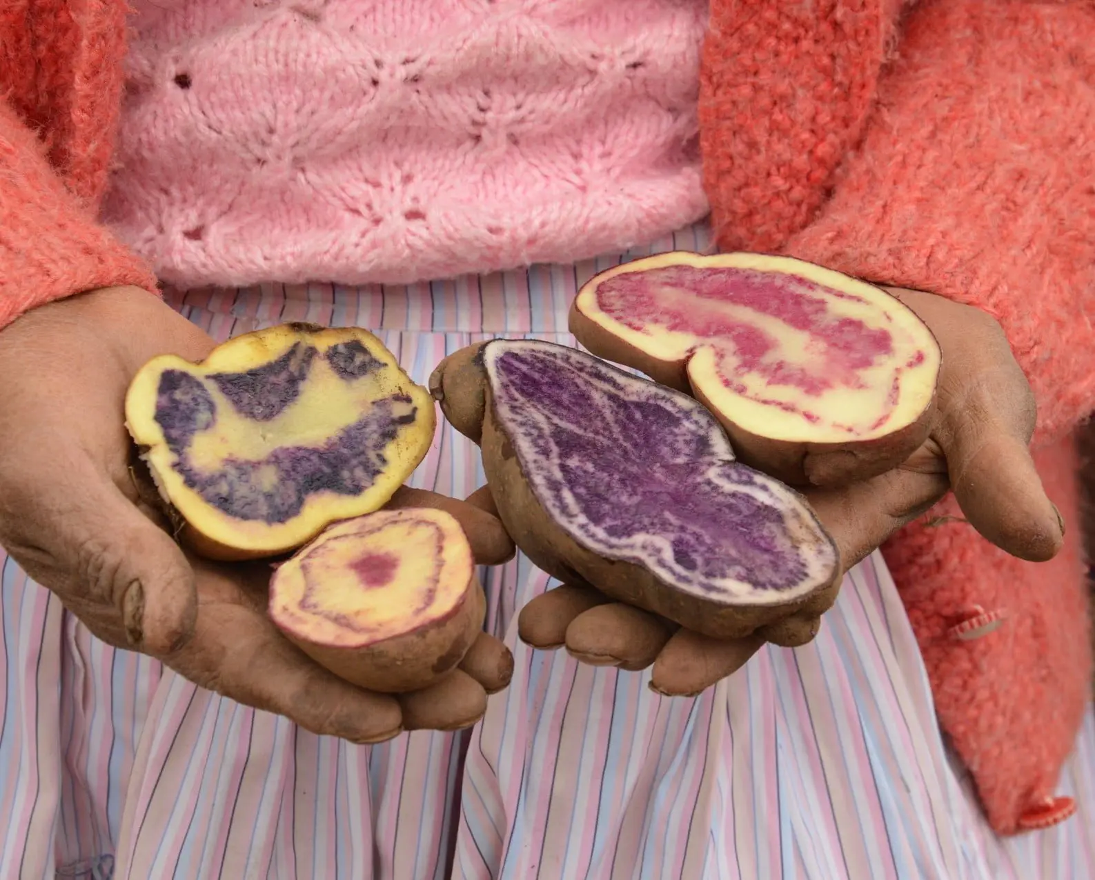 Pommes de terres rouge et mauve bio produites au Pérou