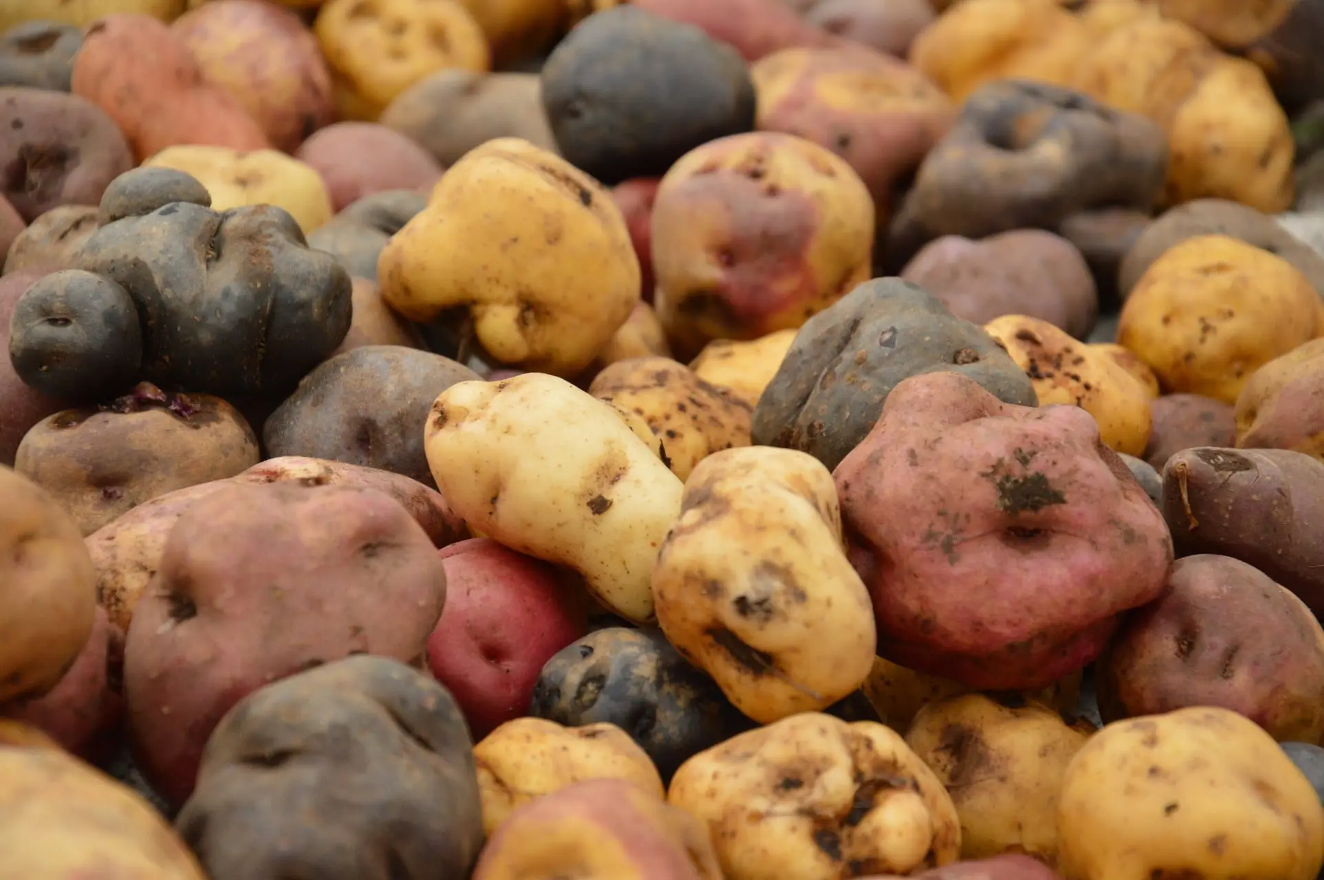 Patates péruviennes rouge et mauve bio cultivée au Pérou
