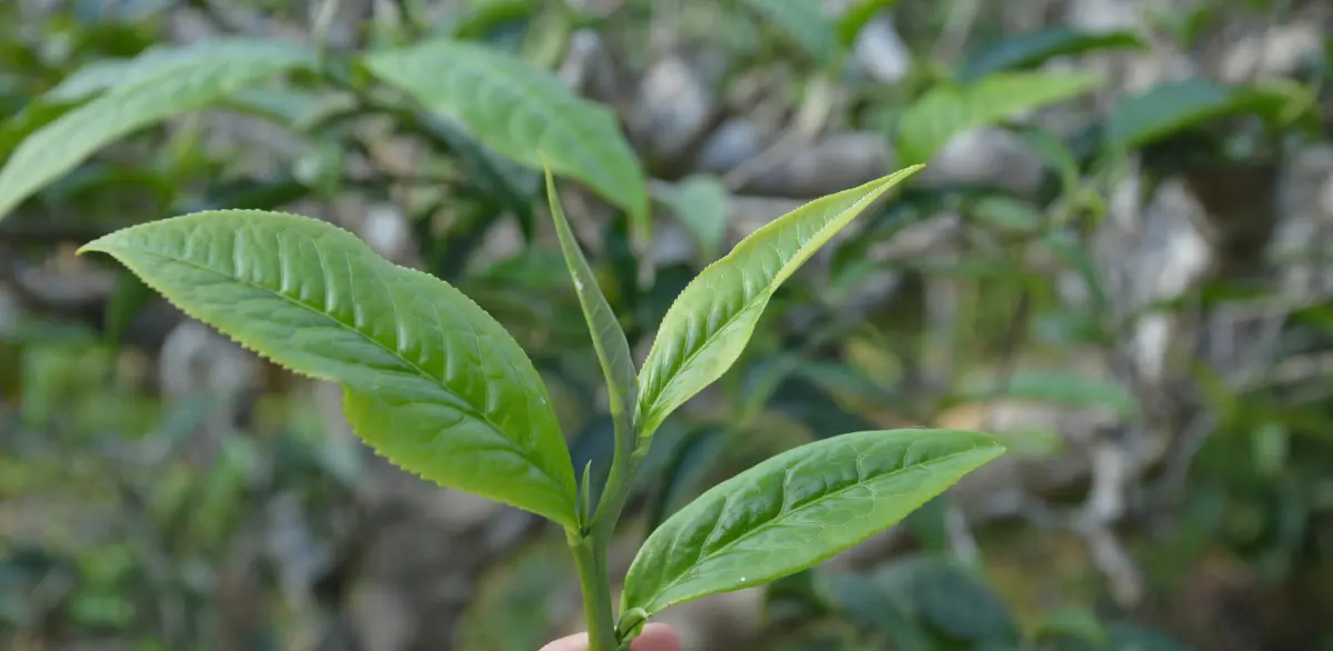 feuilles de thé, coopérative BAN LIEN au Vietnam