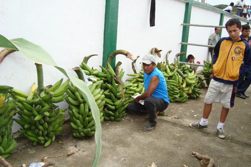 Producteurs de bananes de la coopérative UROCAL