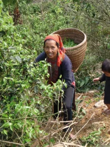 Productrices de thé au Vietnam