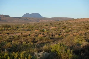 Champs de rooibos en Afrique du Sud