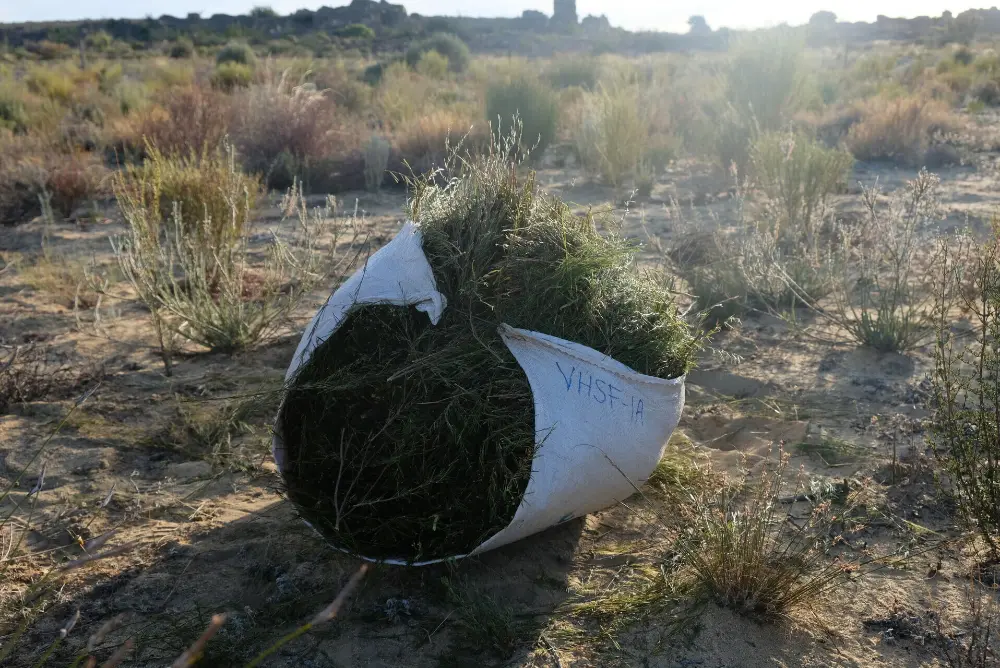 Récolte de rooibos en Afrique du Sud