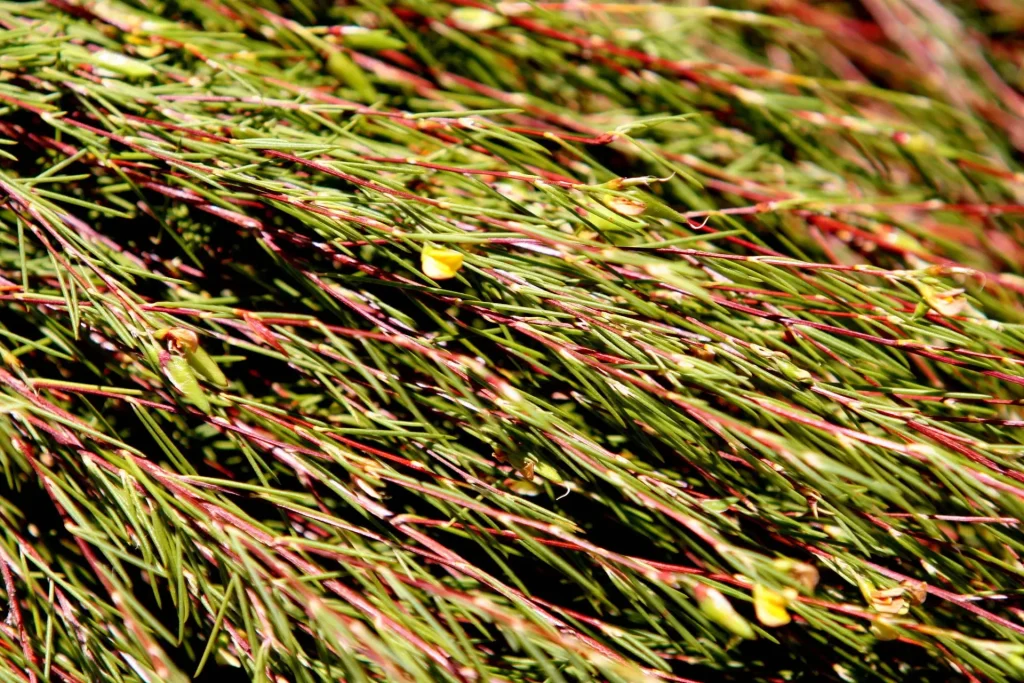 Plante de Rooibos bio cultivé par la coopérative Wupperthal Original en Afrique du sud