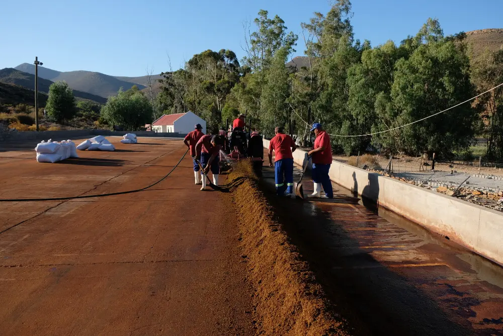 Tea court, production de rooibos