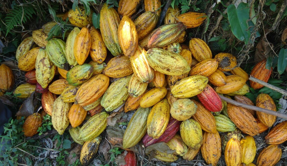 cacao