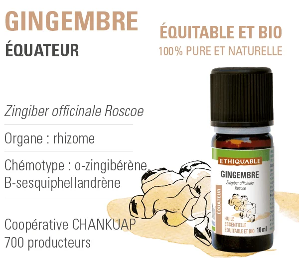 Huile Essentielle De Gingembre – Zingiber Officinale, Pure, Neuve