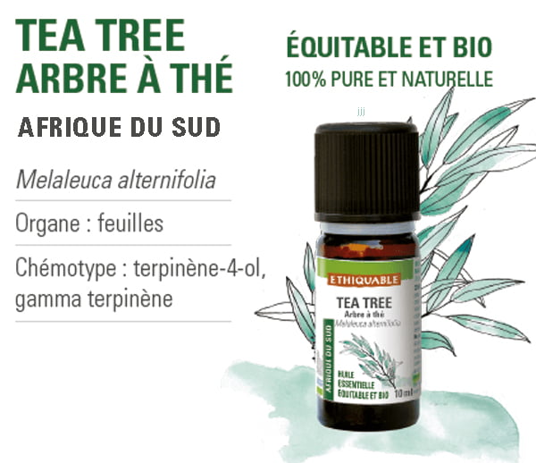 arbre à thé teat tree huile essentielle bio
