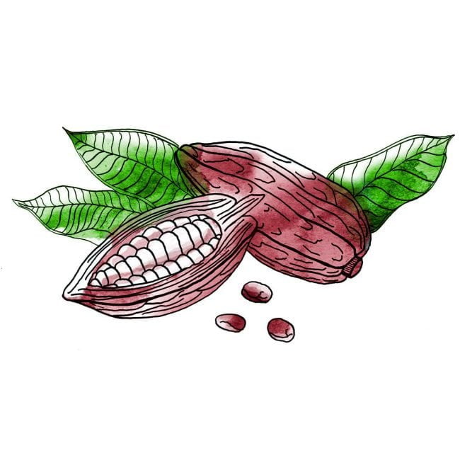 beurre de cacao - illustration de fèves de cacao
